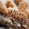 thumbnail image 2 of Artificial Hanging Pinecone Stem Multicolor 34.5"H, 2 of 4