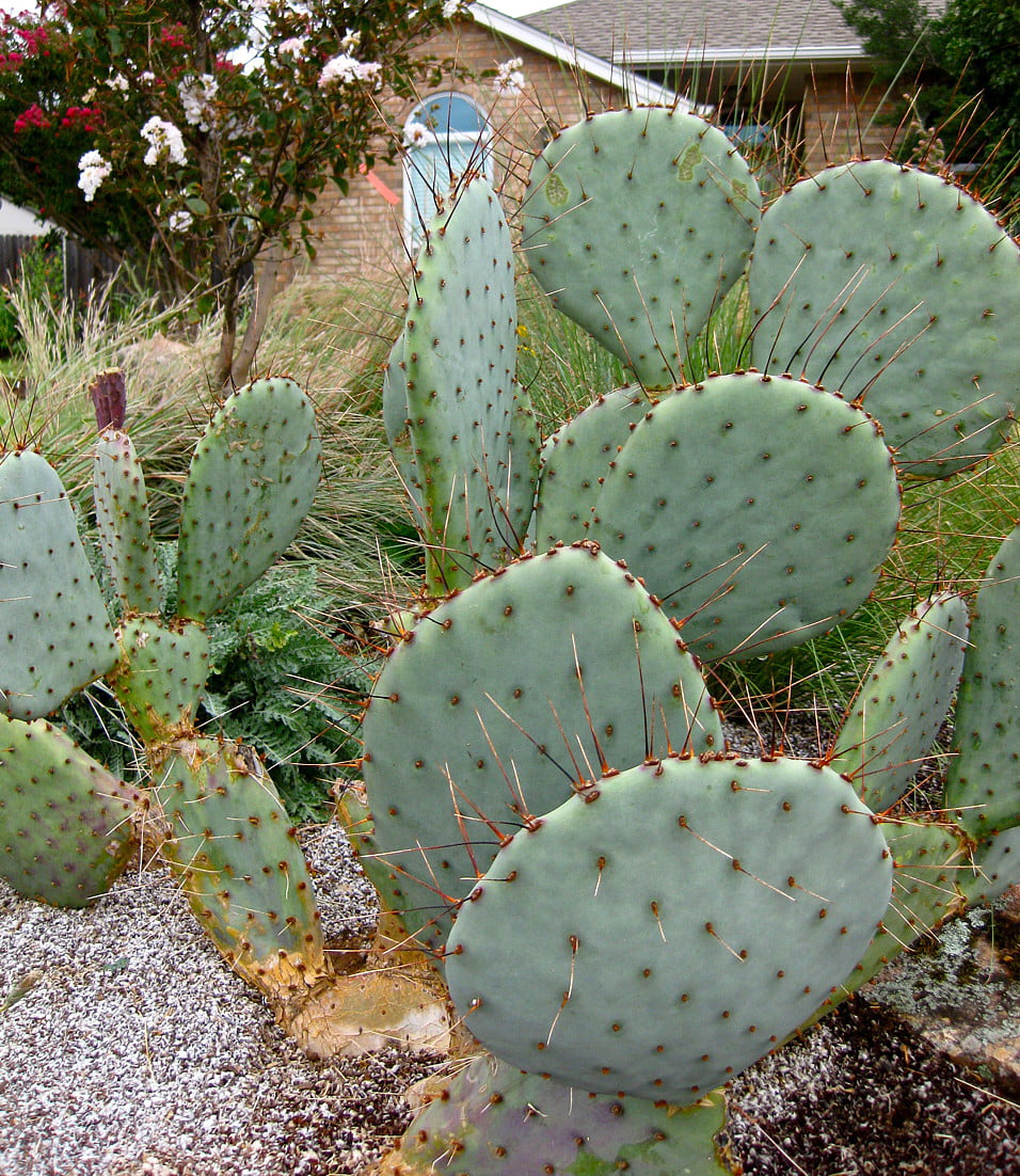 Prickly Pear Cactus — Eat Your Yard Jax  A nonprofit edible plant nursery  & education center