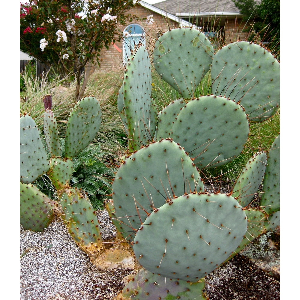 Prickly Pear Cactus Opuntia Great Houseplant Easy 4.5" Pot