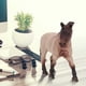 thumbnail image 1 of Modelo de caballo, figura de caballo sólida de simulación, modelo de caballo, modelo de caballo de juguete, modelo de regalo, logra más, 1 of 9