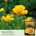thumbnail image 2 of 5 Pack Golden West Seeds - California Poppy - Non-GMO Heirloom Full Sun Annual Flower, 2 of 8