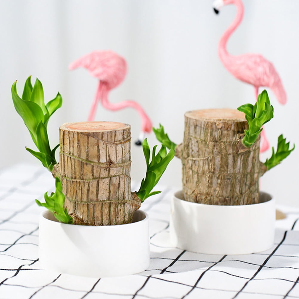 Mini Brazil Lucky Brazilian Wood Hydroponic Potted Plant Stump Small Decoration 