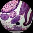 thumbnail image 2 of AmScope 50 Biology Pathology Prepared Microscope Slides Set New, 2 of 4