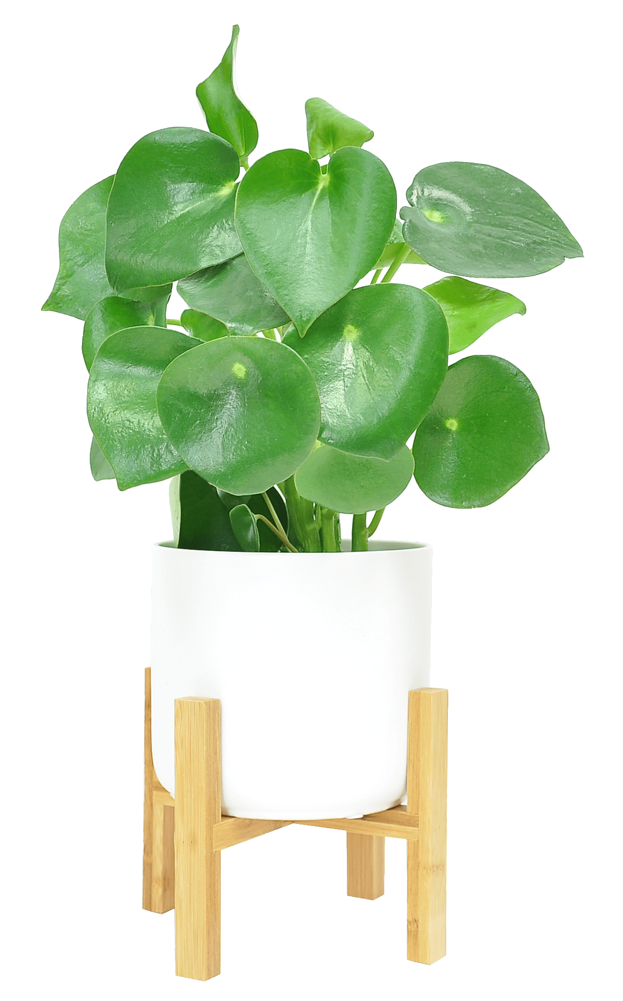 raindrop plant raindrop plant