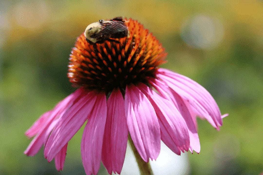 3 Echinacea Magnus Coneflower 4" Pot ---Live Potted Plant