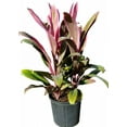 thumbnail image 6 of Ti Plant-Assorted-Deer Resistant  6" Pot, 6 of 20