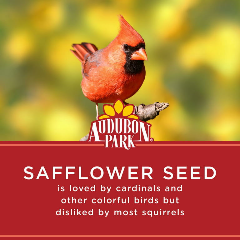 Safflower Dye Seed Pack / Red - Yellow