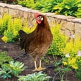 thumbnail image 7 of EUDIDV Home Decor Items Acrylic Outdoor Scene Yard Art Simulated Chicken Decoration Courtyard Decoration Garden Double Sided Ground Insertion Board Decorative Accessories, 7 of 7