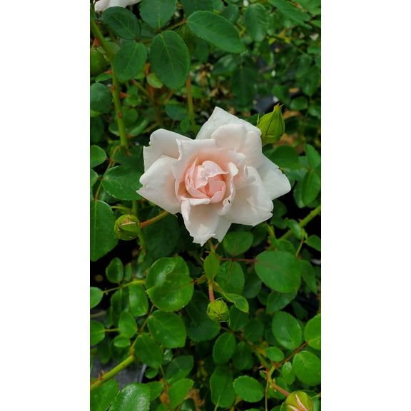 New Dawn Climbing Rose