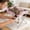 🔥 Pink_Hot#2724, variant on Small Dog Grooming Hammock Bed for Bathing, Nail Trimming and Hair Cutting, Detachable Scratch-Resistant Pet Bathing Rack for Small Dogs and Cats