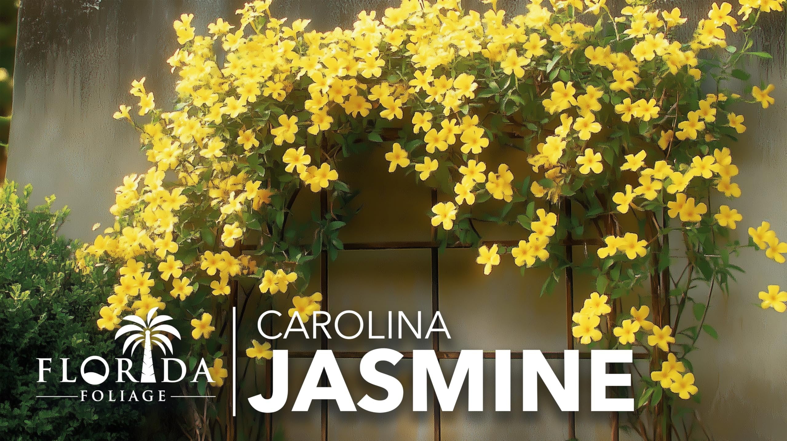 Carolina Jasmine  10 Live Plants  Gelsemium sempervirens  Fast-Growing Flowering Vine for Trellises & Fences  Climbing Landscape Plants