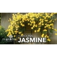 thumbnail image 2 of Carolina Jasmine  1 Large Gallon Size Plants  Gelsemium sempervirens  Evergreen Climbing Vine  Yellow Flowering Landscape Plants, 2 of 9