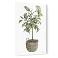 thumbnail image 2 of Epic Art 'Fig Tree I' by Cindy Jacobs, Acrylic Glass Wall Art, 16"x24", 2 of 3