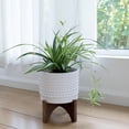 thumbnail image 5 of La Jolie Muse Ceramic Planter with Wood Stand - 8 Inch White Cylinder Embossed Hobnail Patterned Flower Plant Pot Indoor, 5 of 10