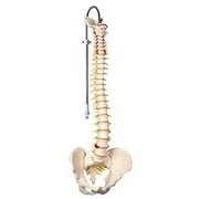 Anatomical model: flexible spine, classic, male