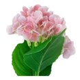 thumbnail image 4 of Flor Artificial Mainstays 45 cm Hortencia Rosa Claro, 4 of 4