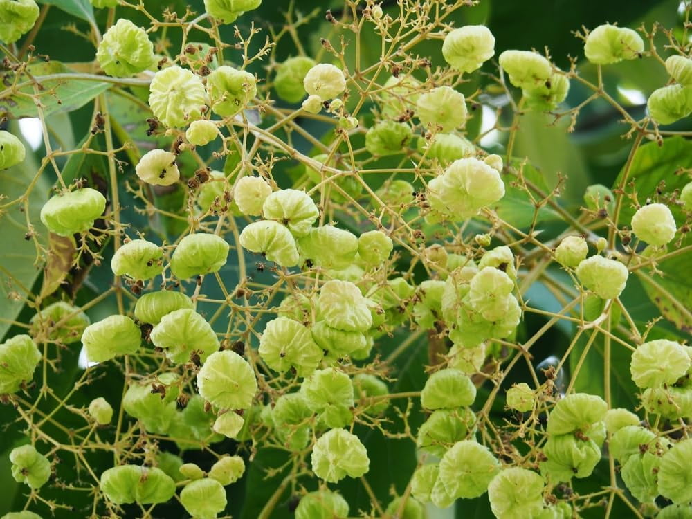 Teak Tree Seeds for Planting Tectona grandis (5 Seeds)