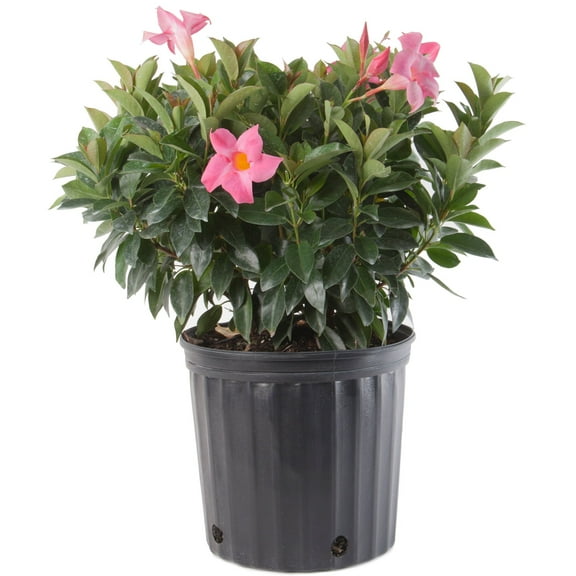 Costa Farms Dipladenia Live Plant in 3 Gallon Pot – Full Sun