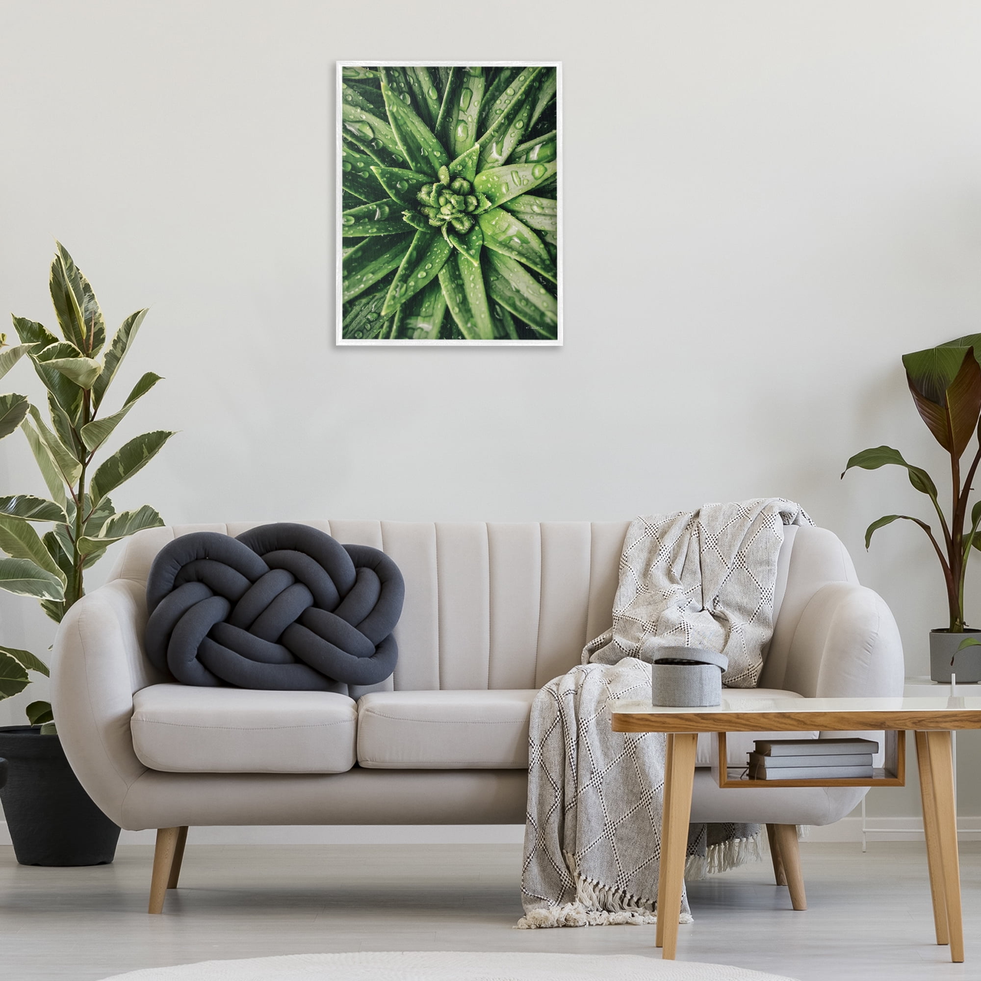 Stupell Industries Succulent in Rain Botanical & Floral Photography White Framed Art Print Wall Art, 24 x 30