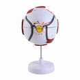 thumbnail image 4 of Modelo De Globo Ocular Humano, PVC Resistente, 7 Piezas, Modelo De Anatomía Ocular, Multiusos, Ampliado 6X Para Educación, 4 of 7