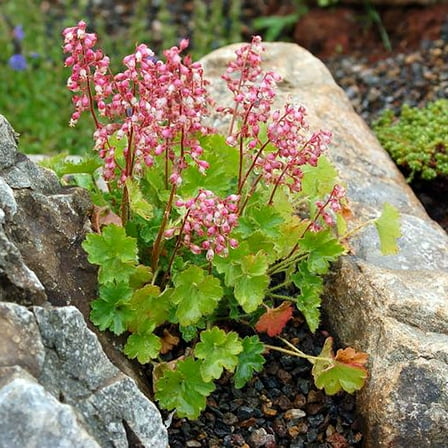 Miniature Pulchella Coral Bells - Heuchera - 2.5" Pot