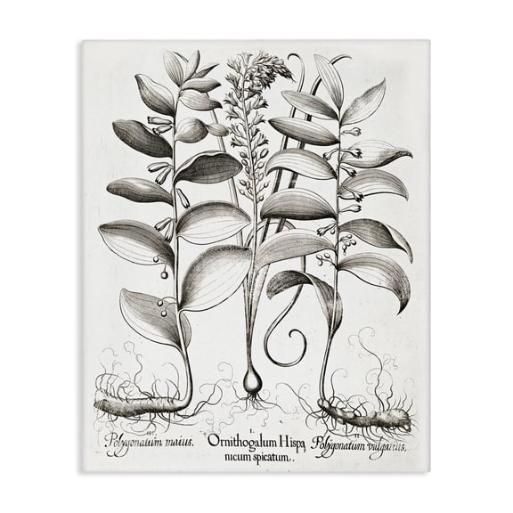 Vintage Botanical Root Study Canvas Wall Art, design by Lettered and Lined