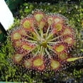 thumbnail image 1 of 10 CARNIVOROUS SUNDEW PLANT Drosera Flower Seeds, 1 of 5