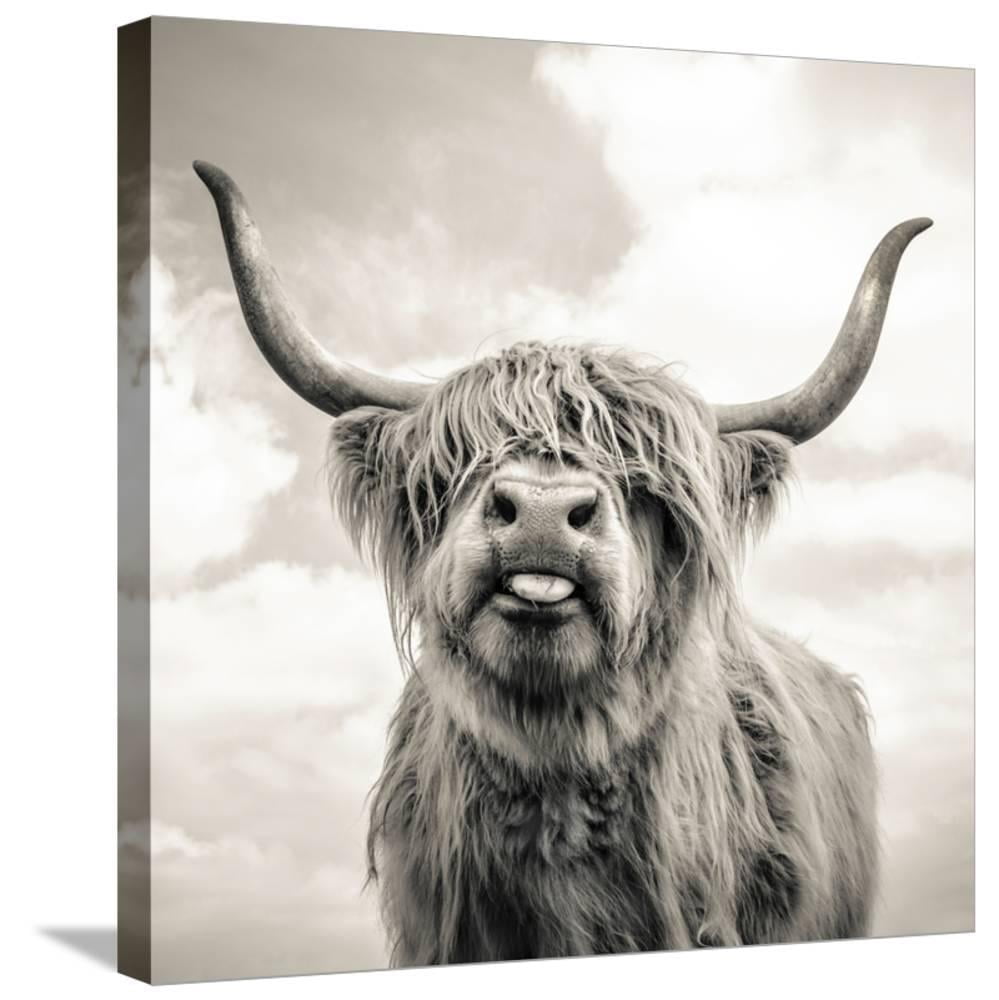 Close up portrait of Scottish Highland cattle on a farm, Animals