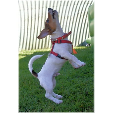 - Framed Art For Your Wall Dogs Dog Puppy Pet Jack Russell Terrier Breed 10x13 Frame