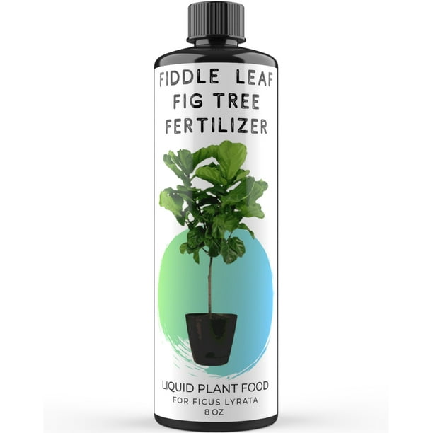 Fiddle Leaf Fig Tree Fertilizer Ficus Lyrata Liquid Plant Food Live