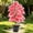 C, variant on Orangide Artificial Potted Plants Pink Taro Leaf Fake Tropical Plant with Pot, Realistic Faux Plant for Home Office Desk Shelf, Living Room Kitchen Decor