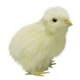 thumbnail image 5 of Juguete de peluche Pollito de peluche Palm Pet Chirpy Chick Easter Chick Juguete de peluche Wmkox8yii HAHFKSH1374, 5 of 5