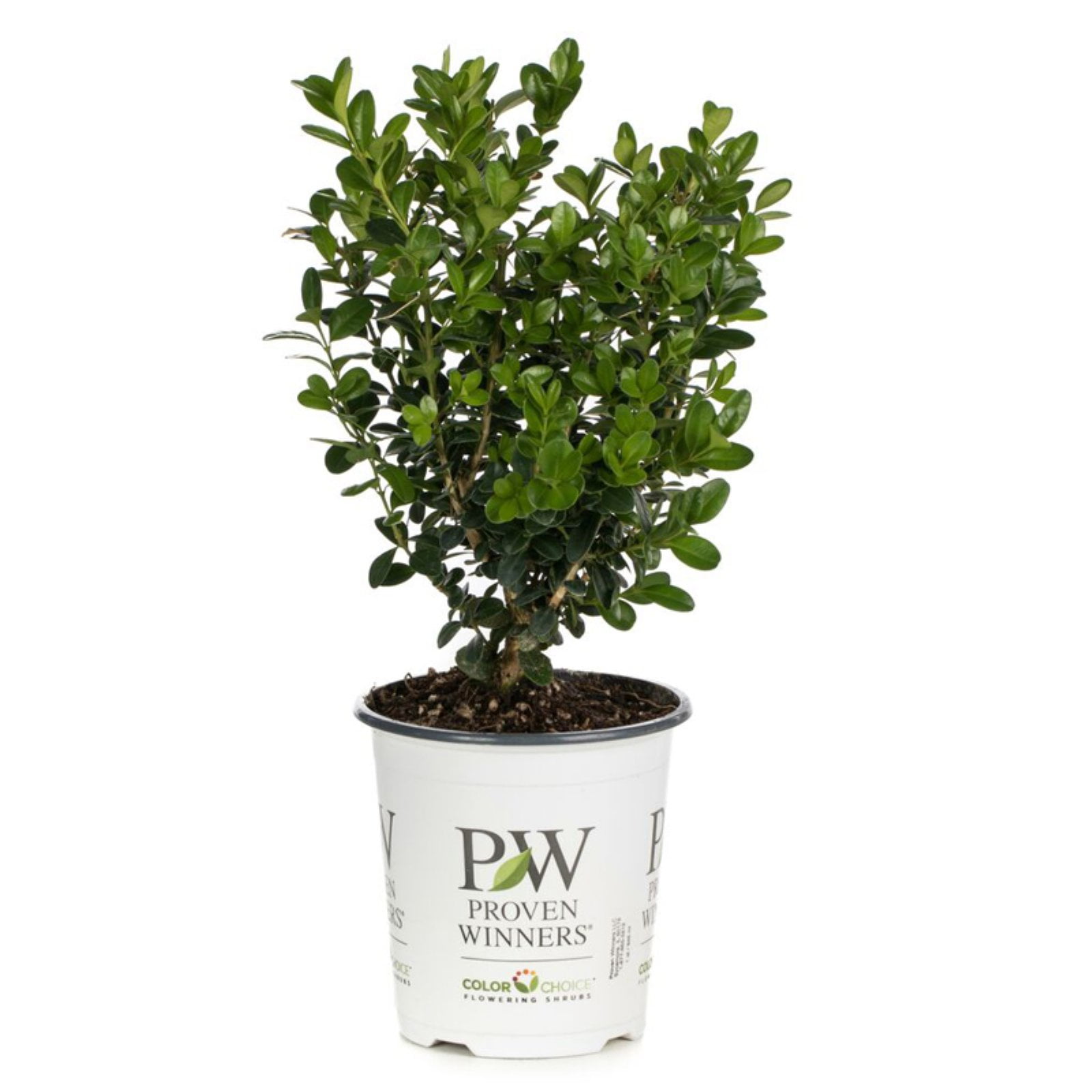 Proven Winners North Star Boxwood Buxus Live Evergreen Shrub Walmart