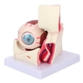 thumbnail image 1 of Human Eye Model,Human Eye Model Detachable Medical Teaching Model Eye Anatomical Model Enhanced Features, 1 of 14