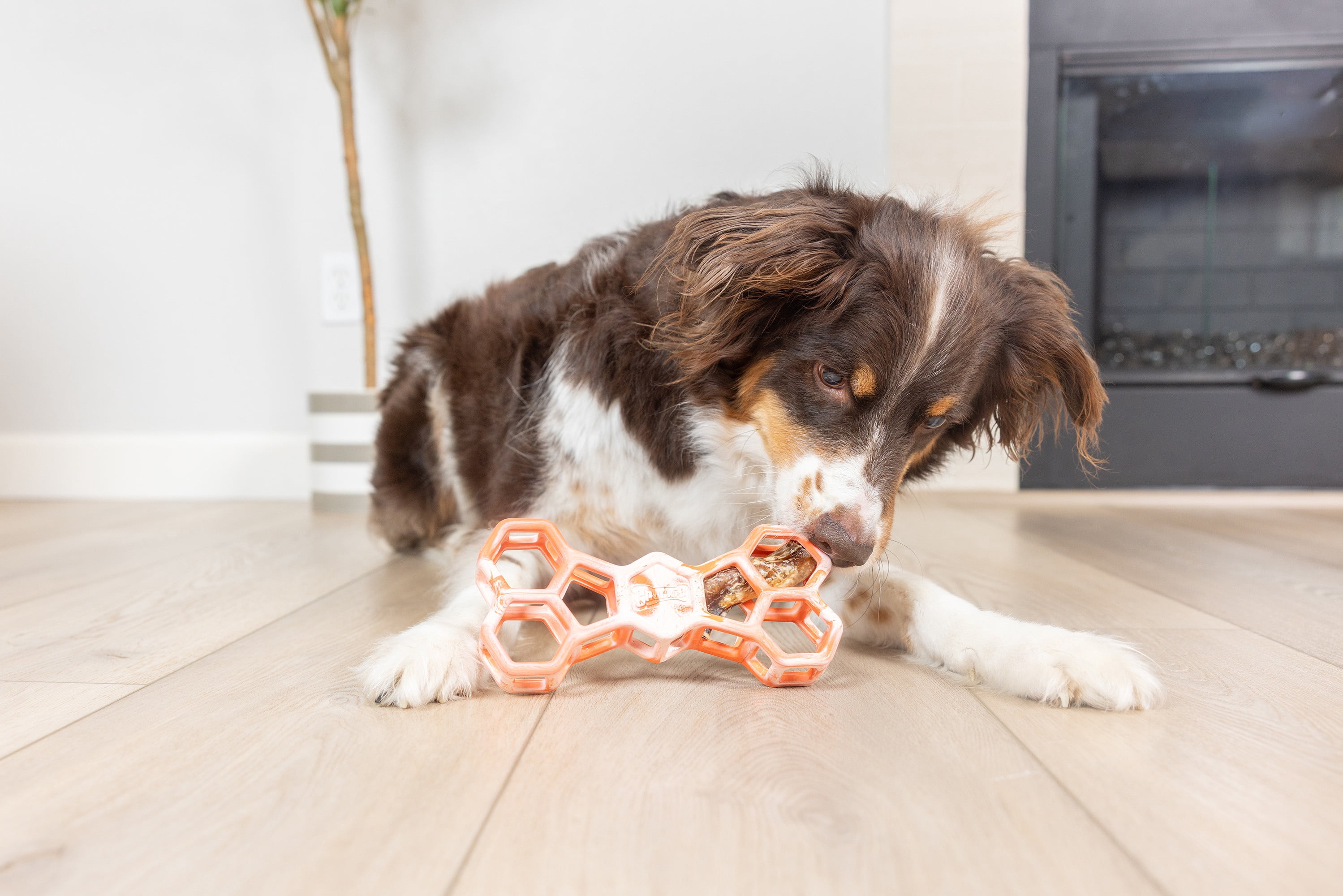 Chuckit! Holee Roller Dog Treat Puzzle Bone, Large, Orange – Treat & Chew Toy for Dogs 60–100 lb, Pack of 1