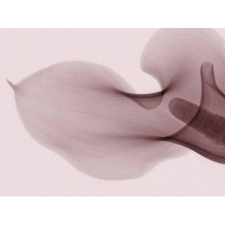 Calla Lily Garden Art - X-Ray of a Calla Lily Flower Print Wall Art By George Taylor