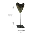 thumbnail image 4 of Mounted Giant 6 Inch Megalodon Shark Tooth Fossil Replica Sculpture, 4 of 4