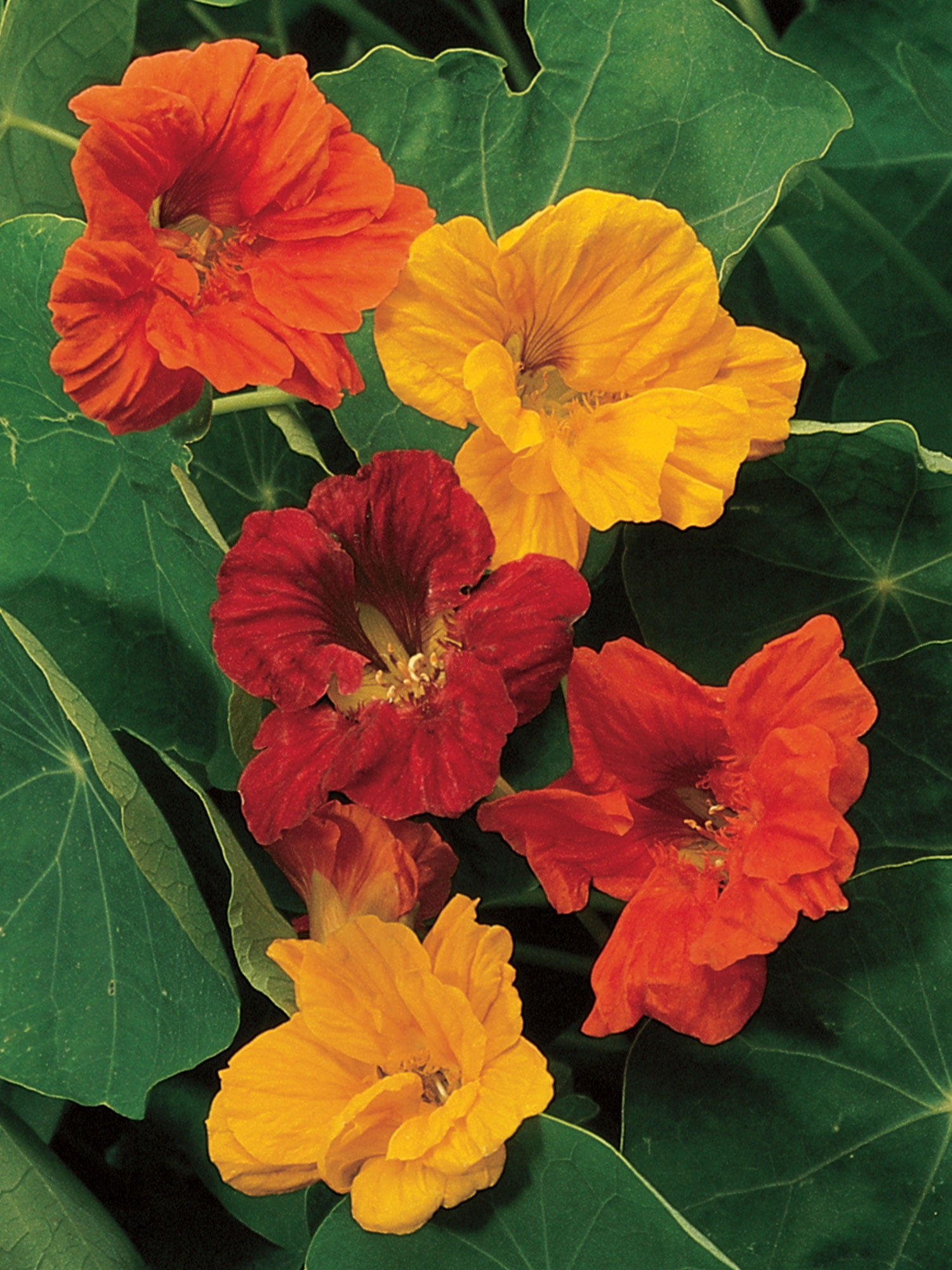 Burpee Jewel Mix Nasturtium, Annual Flower Seed, 1 Pack, Full Sun