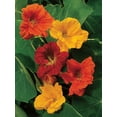 thumbnail image 5 of Burpee Jewel Mix Nasturtium, Annual Flower Seed, 1 Pack, Full Sun, 5 of 5