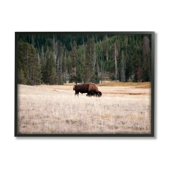 Stupell Bison Grazing Rural Country Landscape Animals & Insects Photography Black Framed Art Print Wall Art