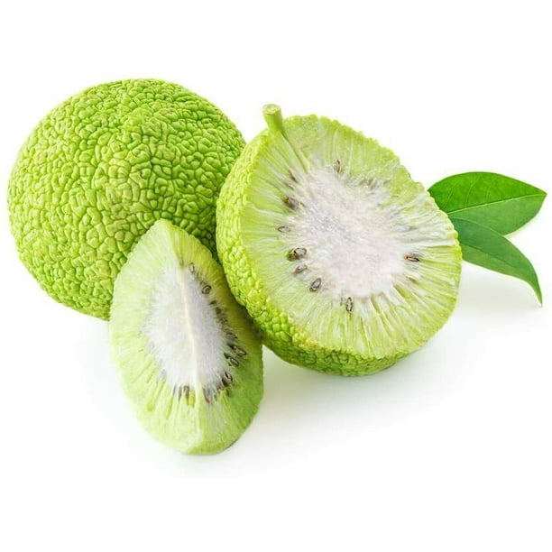 20 Osage Orange Tree Seeds Exotic Fruit Tree