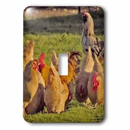 Rooster Outlet Cover - 3dRose Red Hens and roosters, 2 Plug Outlet Cover