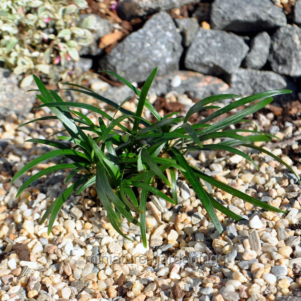 Ophiopogon Japonicus, Kyoto Dwarf, Dwarf Mondo Grass - Walmart.com 