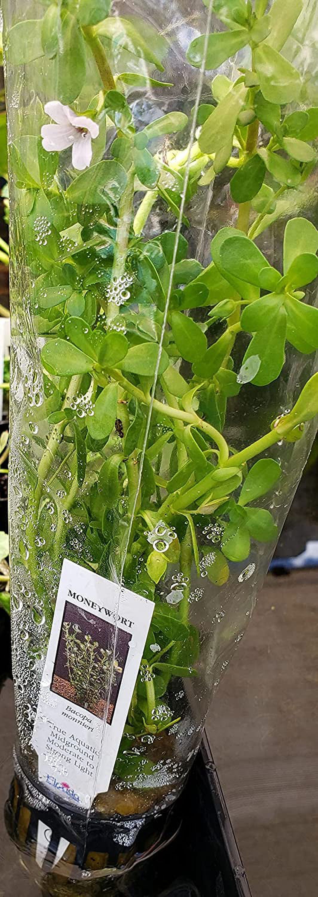 Bacopa Monnieri (Moneywort) – Live Aquarium Plant – 2” Pot – BUY 2 GET 1 FREE – Beginner Friendly