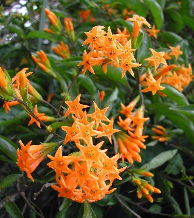 RedCrocus Jessamine Cestrum Assorted- Fragrant, Evergreen Shrub for Gardens & Containers- Attracts Pollinators & Fits Full Sun/Partial Shade 6" Pot (Pack of 5)