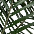 thumbnail image 4 of Vickerman 16-24" Long Green Phoenix Date Palm Frond, 5 per pack, Preserved, 4 of 5