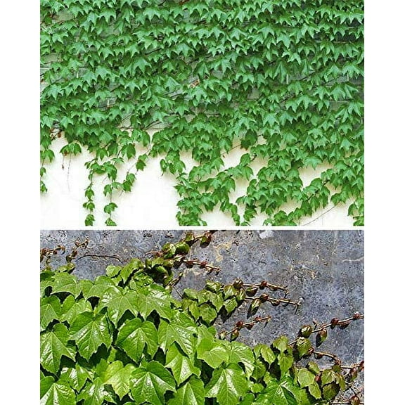 S-Pone Ivy Vine Liana Plant Seeds, Climbing Ground-Creeping