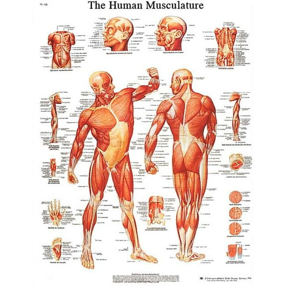 Fabrication B2138002 3B Anatomical Chart - Musculature, Laminated