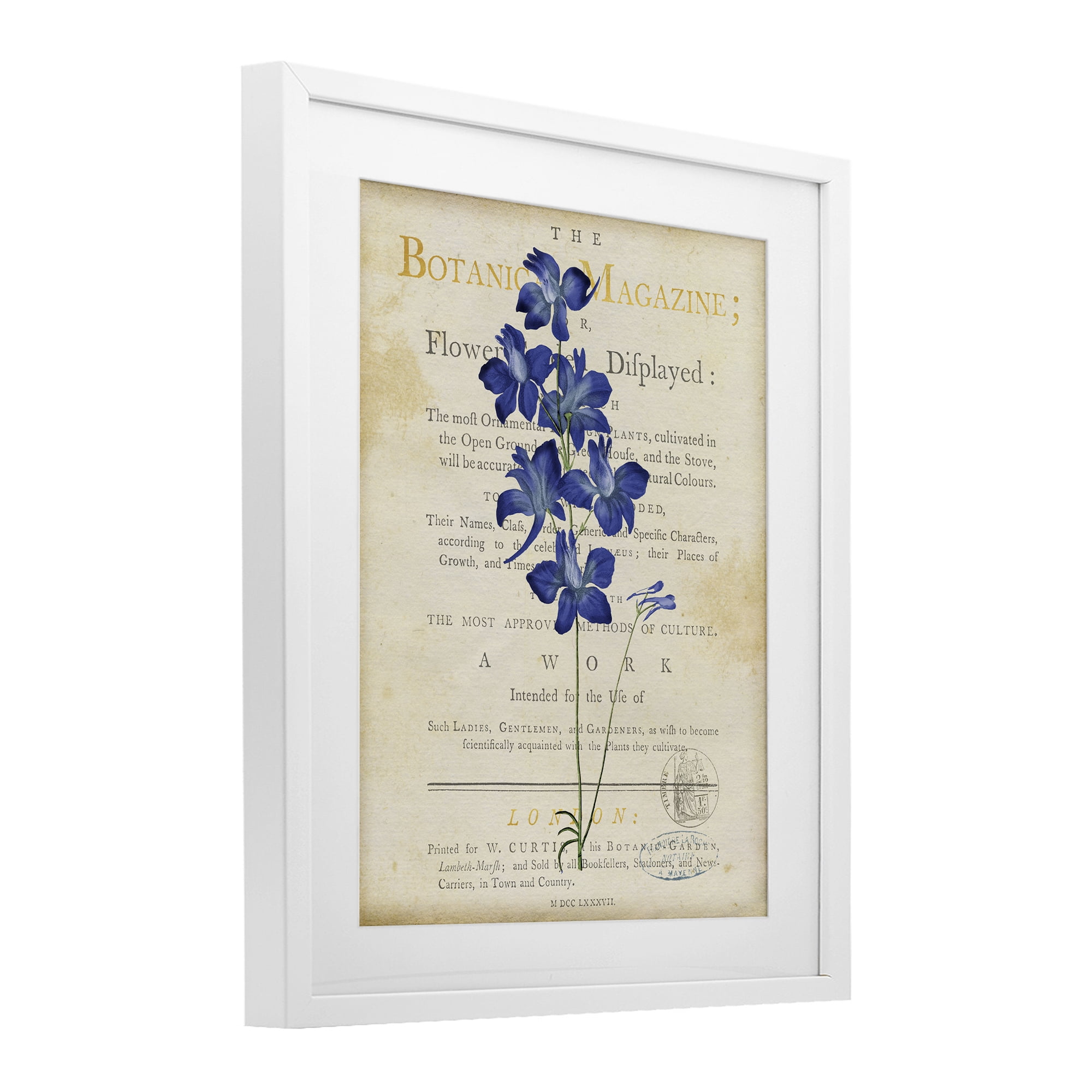 Stupell Industries Natural Botanic Garden Flower White Framed Print Under Glass, design by Susan Arnot