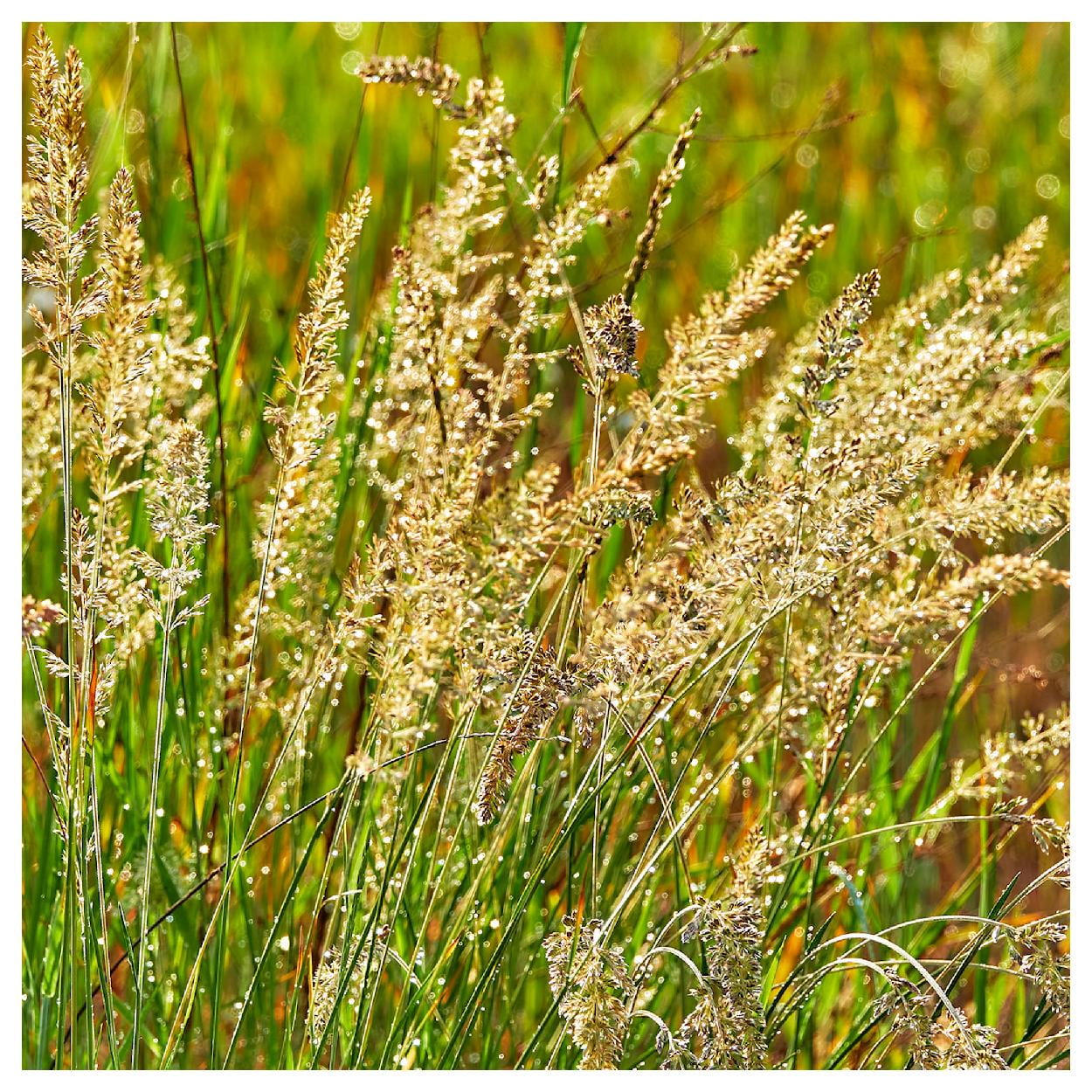Everwilde Farms - 1 lb June Grass Native Grass Seeds - Gold Vault Bulk Seed Packet